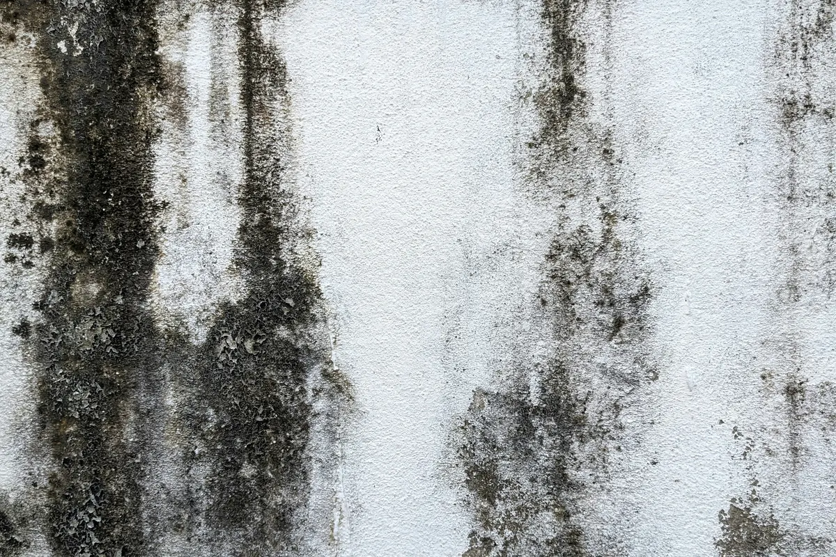 Interior wall corner showing damp staining and mould